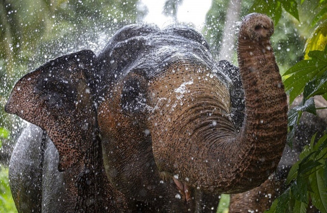 Σρι Λάνκα: Σύγκρουση αυτοκινήτου με... ελέφαντα - Δύο νεκροί και έξι τραυματίες