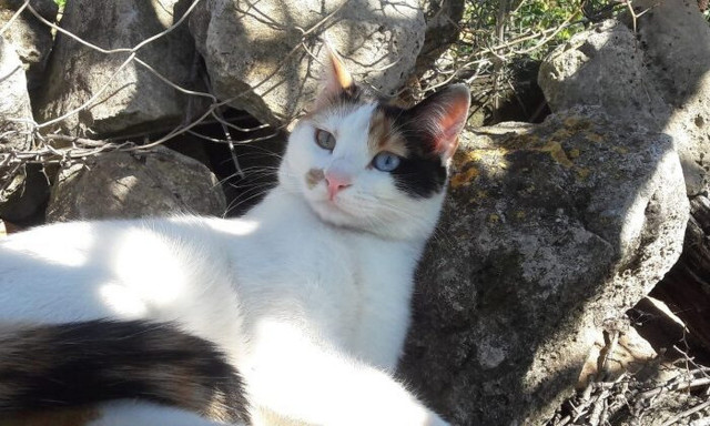 Χανιά: Πυροβολούν τις γάτες στο Αρώνι – Καταγγελία του Φιλοζωικού συλλόγου Χανίων