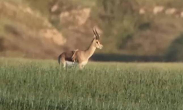 Γαζέλα με έξι πόδια στο Ισραήλ -Το επιπλέον ζεύγος βγήκε στην πλάτη της