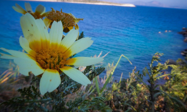 Κολυδάς: Η σημασία των προγνώσεων γύρης και οι εποχικές αλλεργίες