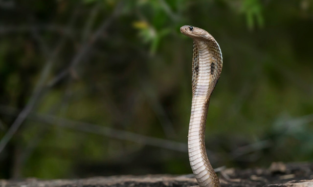 Νότια Αφρική: Λαθρέμπορος ζώων αυτοκτόνησε βάζοντας τις κόμπρες του να τον δαγκώσουν
