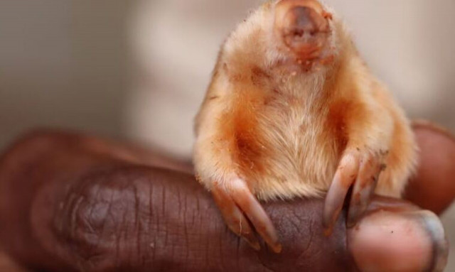 Αυστραλία: Το σπάνιο τυφλό ζωάκι που εντόπισαν οι Αβορίγινες - Τι είναι το «κακαρατούλ»