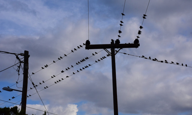 Λαμία: Δίχως ρεύμα η μισή πόλη εξαιτίας βλάβης που προκάλεσε ένα... κουνάβι