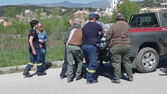 Σέρρες: Ελάφι περιφερόταν επί δέκα ημέρες στην πόλη - Αίσιο το τέλος της περιπέτειάς του