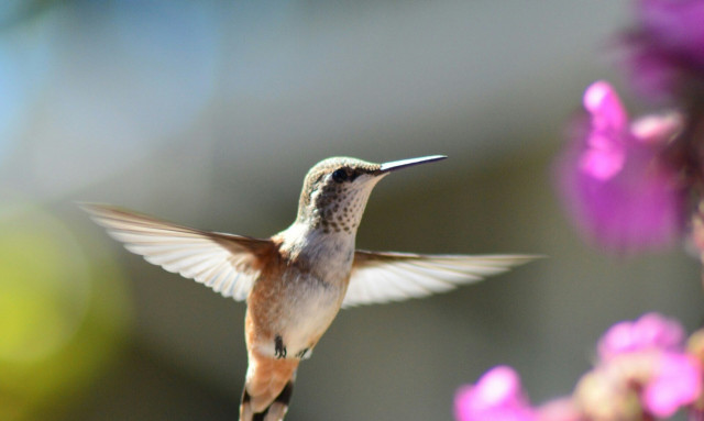 Βρετανία: Πουλί μπέρδεψε τους αστυνομικούς μιμούμενο τον ήχο της σειρήνας