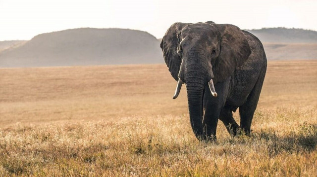 Τραγωδία στο Μπανγκλαντές: Ελέφαντας σκότωσε τον γιό του εκπαιδευτή του σε ζωολογικό κήπο