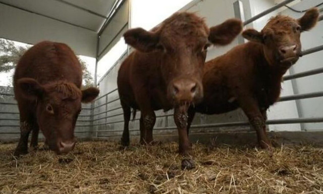 Βιβλική προφητεία σε εξέλιξη: Το τέμενος Al-Aqsa και οι κόκκινες αγελάδες που τρέμει το Ισλάμ