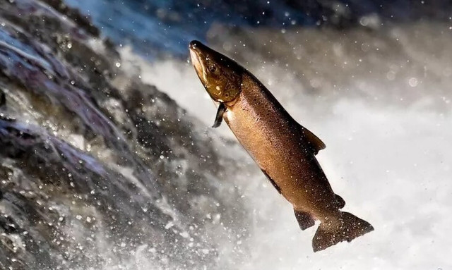 Η νέα τρέλα ομορφιάς των σταρ: Καρντάσιαν και Άνιστον κάνουν ενέσεις με σπέρμα... σολομού