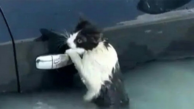 Ντουμπάι: Γατάκι αγωνιά γαντζωμένο σε χερούλι πόρτας κατά την πλημμύρα - Το έσωσε η Αστυνομία