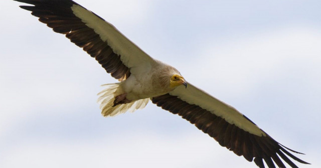 Ήπειρος: Επέστρεψε και φέτος στη φωλιά του ο γύπας Ασπρομάρης