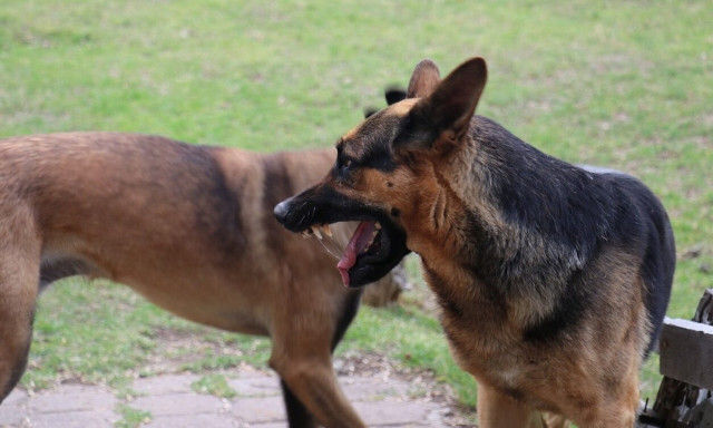 ΗΠΑ: Μωρό ενός έτους βρήκε φριχτό θάνατο - Το κατασπάραξαν άγρια σκυλιά