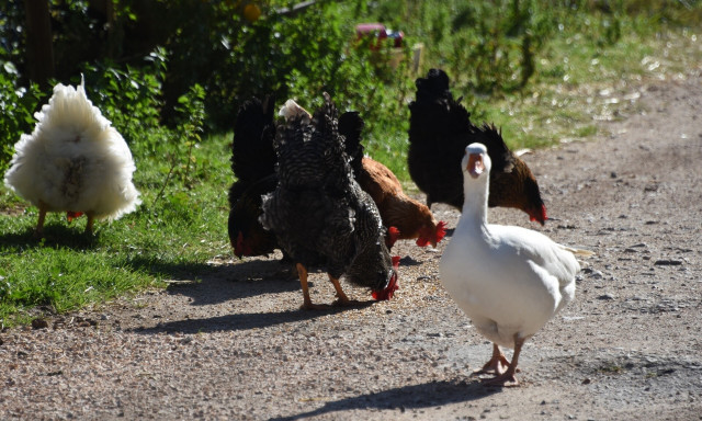 «Καμπανάκι» από τον ΠΟΥ για τη γρίπη των πτηνών: Ο ένας στους δύο που κολλάει, πεθαίνει