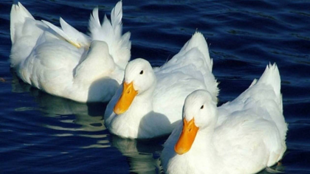 Επτά ερωτήσεις και απαντήσεις για τη γρίπη των πτηνών – Όλα όσα πρέπει να γνωρίζουμε