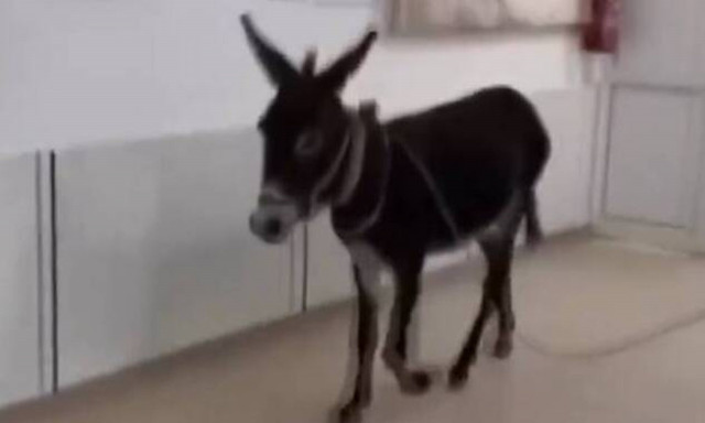 Γάιδαρος σουλατσάριζε στα επείγοντα νοσοκομείου στην Τουρκία