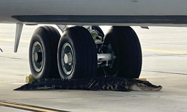 Απίστευτο βίντεο σε αεροπορική βάση των ΗΠΑ: Αλιγάτορας «σταμάτησε» πτήσεις