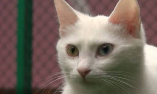 Τουρκία: Αυξάνονται και πληθύνονται οι γάτες Βαν