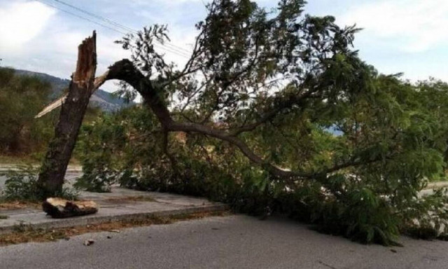 Πτώσεις δέντρων στα Χανιά από τους ισχυρούς ανέμους που επικρατούν