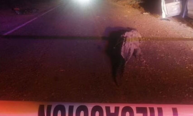 Μεξικό: Όχημα έπεσε πάνω σε αλιγάτορα δύο μέτρων - Τρία άτομα έχασαν τη ζωή τους