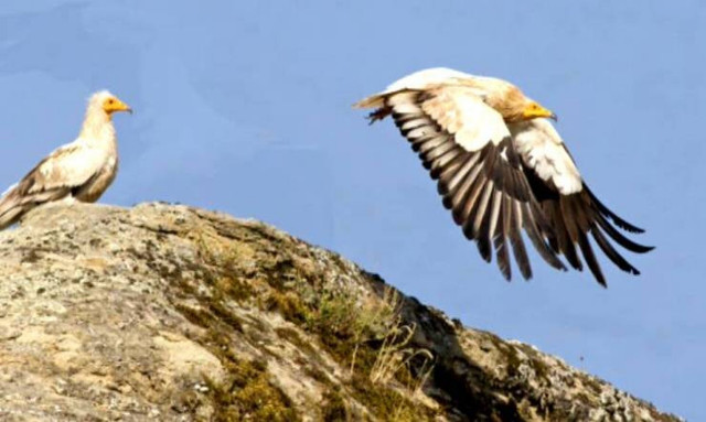 Ασπροπάρης: Ο «εργένης» των Μετεώρων βρήκε ταίρι