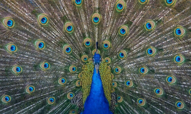 Απίστευτο και όμως αληθινό: Γιατί η Ρωσία στέλνει παγώνια στον πόλεμο της Ουκρανίας