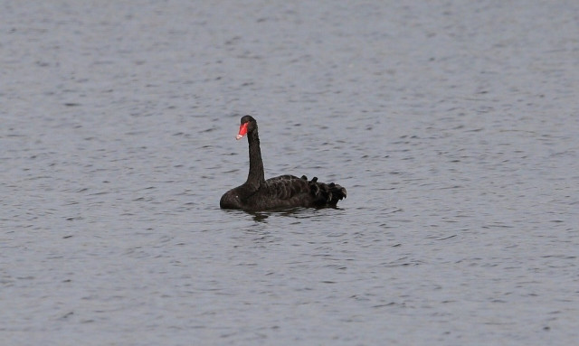 Σπάνιο φαινόμενο: Μαύρος κύκνος στο Δέλτα του Έβρου