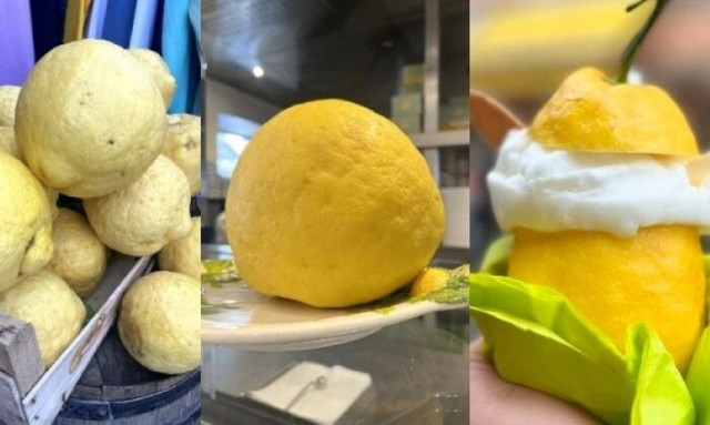 Η περιοχή με τα μεγαλύτερα λεμόνια που έχεις δει: Φτάνουν ακόμη και το ένα κιλό σε βάρος το κάθε ένα