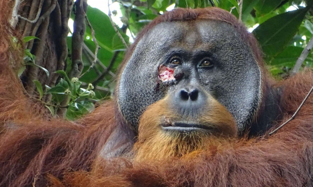 Γερμανία: Ουρακοτάγκος χρησιμοποιεί για πρώτη φορά ιαματικό φυτό για να θεραπεύσει πληγή