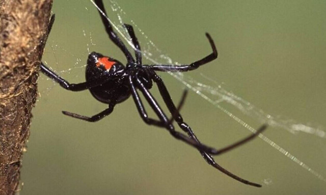 Τρίκαλα: Στο νοσοκομείο άνδρας μετά από τσίμπημα αράχνης «μαύρη χήρα»