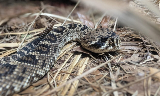 Τρόμος για γυναίκα στο Βόλο: Εντόπισε οχιά στη γκαραζόπορτά της και κάλεσε την Πυροσβεστική