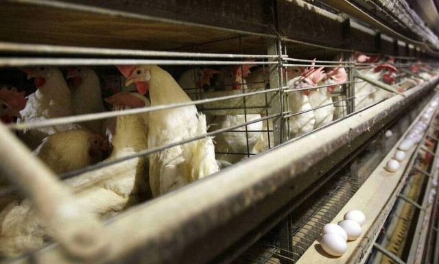 Μαγιορκίνης: Γιατί δεν μπορεί να προκαλέσει, προς το παρόν, πανδημία ο ιός της γρίπης των πτηνών;