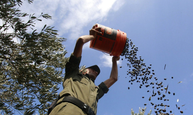 Ελαιόλαδο: Η έλλειψη του «υγρού χρυσού» πυροδοτεί τιμές ρεκόρ - Φόβοι για επισιτιστική ανασφάλεια