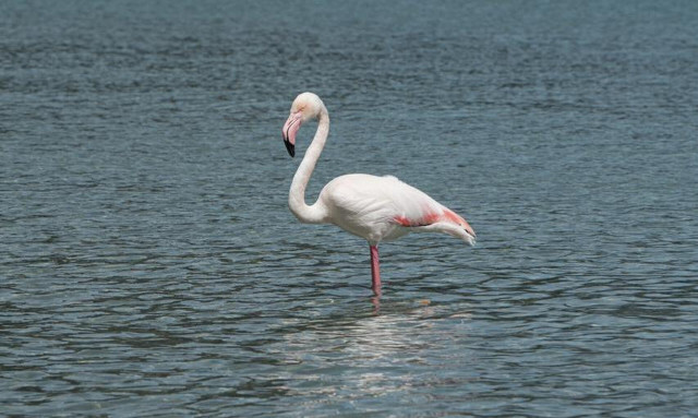 Εντυπωσιακό θέαμα: Φλαμίνγκο εμφανίστηκαν σε παραλίες της Αττικής!
