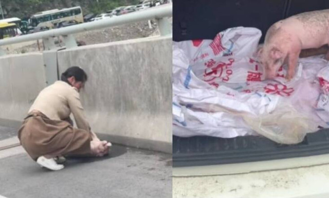 Ιδιοκτήτης γουρουνιού έκανε ΚΑΡΠΑ στο κατοικίδιο του: Η μοναδική στιγμή