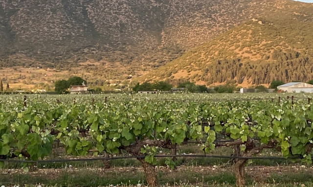 Πελοπόννησος: Ανοίγουν τις πόρτες τους τα οινοποιεία