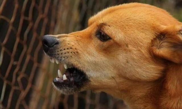 Πύλος Μεσσηνίας: Επίθεση σκύλου σε 6χρονο κορίτσι - Στο νοσοκομείο με βαριά τραύματα