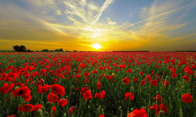 Τα 5+1 ολάνθιστα ταξίδια στην Ευρώπη που μυρίζουν άνοιξη