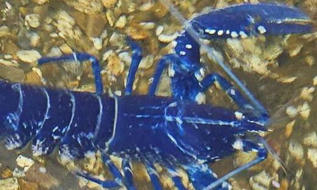 Μεγάλη Βρετανία: Ψαράς έπιασε… μπλε αστακό – Γιατί είναι σχεδόν ακατόρθωτο να τους αλιεύσεις