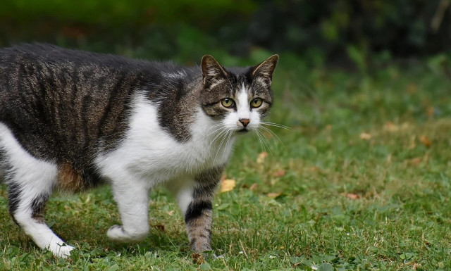 Βόλος: Σε δίκη παραπέμπεται ιδιοκτήτης σπιτιού που έβαλε φάκες και τραυμάτισε γάτα
