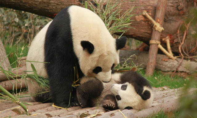 Κίνα: Βίντεο με σπάνιο και άγριο καφέ πάντα να περπατάει στο βουνό