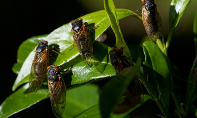 HΠΑ: «Πληγή του Φαραώ» σε 12 πολιτείες - Ένα τρισεκατομμύριο έντομα θα βγουν από τη Γη