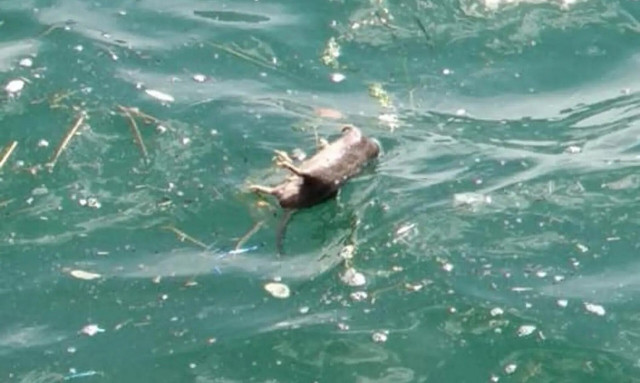 Θεσσαλονίκη: Γέμισε με νεκρά ποντίκια ο Θερμαϊκός μετά την πρόσφατη μπόρα