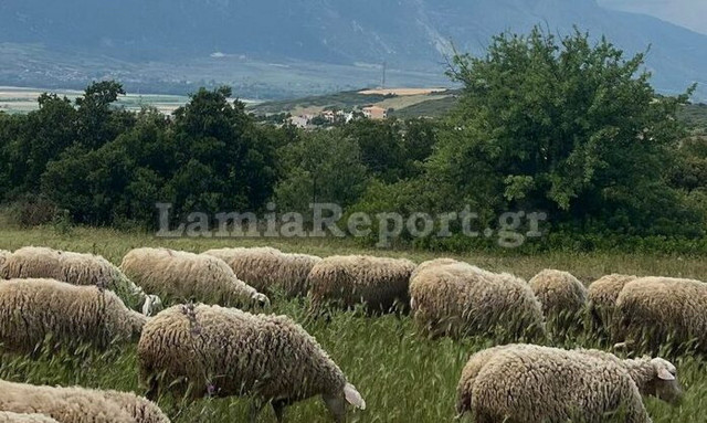 Λαμία: Λύκος επιτέθηκε σε κοπάδι με πρόβατα δίπλα σε σπίτια μέρα μεσημέρι