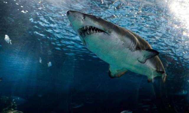 Συναγερμός στη Ρόδο: Καρχαρίας κάνει... βόλτες εδώ και μια εβδομάδα - Γιατί γέμισε το Αιγαίο (vid)