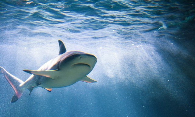 Επιθέσεις καρχαριών στην Ελλάδα: Αυτή ήταν η δεκαετία με τις περισσότερες