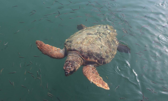 Καρέτα Καρέτα: Νωρίτερα τα γεννητούρια - Ποιος ο λόγος