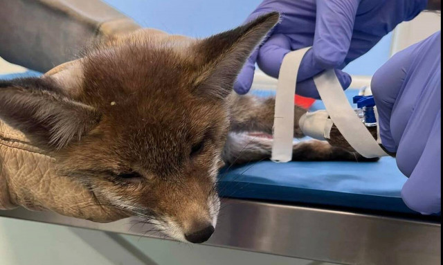 Αλεπουδάκι έπεσε θύμα τροχαίου στη Χαλκιδική