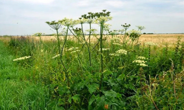 Προσοχή: Το επικίνδυνο φυτό που προκαλεί ακόμα και τύφλωση - Μην το αγγίζετε