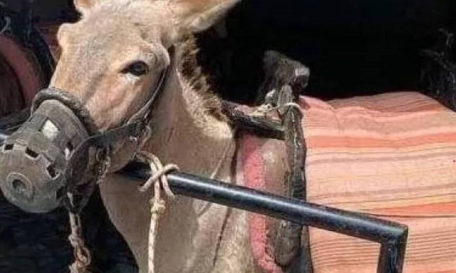 Ρόδος - Σοβαρή καταγγελία: Δεμένο και φιμωμένο γαϊδουράκι