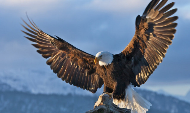 Πόλεμος στην Ουκρανία: Οι αετοί αποφεύγουν τις εμπόλεμες ζώνες