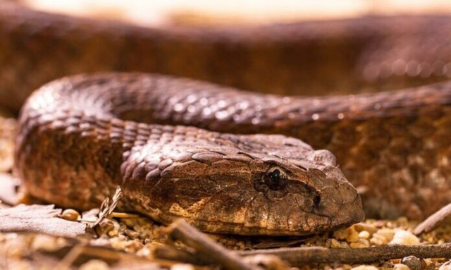 Βόλος: Νέο περιστατικό με φίδι σε επιχείρηση